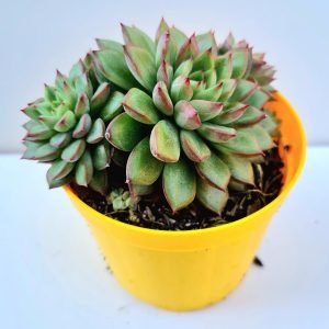 Suculenta Echeveria Mebina
