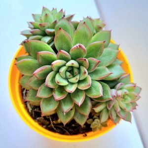 Suculenta Echeveria Mebina