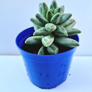 Suculenta Pachyphytum Compactum (Diamante)