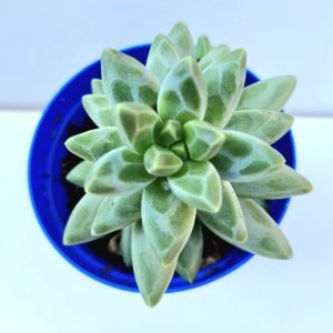Suculenta Pachyphytum Compactum (Diamante)