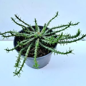 Suculenta Euphorbia Flanaganii (Cabeça de Medusa)