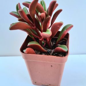 Suculenta Peperomia Graveolens