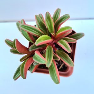 Suculenta Peperomia Graveolens
