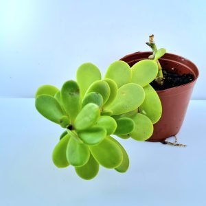 Suculenta Senecio Jacobsen (Trança de Cigana)