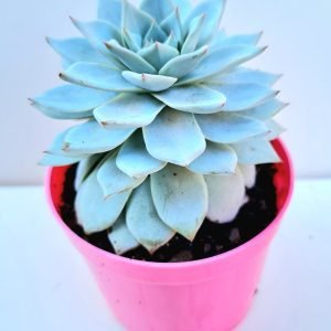 Suculenta Echeveria Blue Star