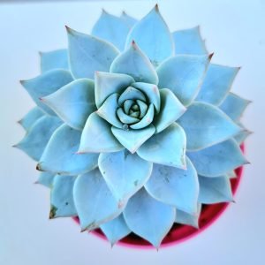 Suculenta Echeveria Blue Star