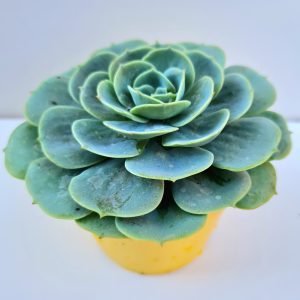 Suculenta Echeveria Glauca (Verdadeira)