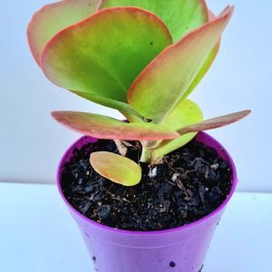 Suculenta Kalanchoe Vivien