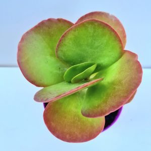 Suculenta Kalanchoe Vivien