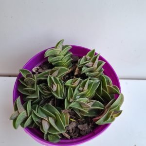 Suculenta Tradescantia Naviculares