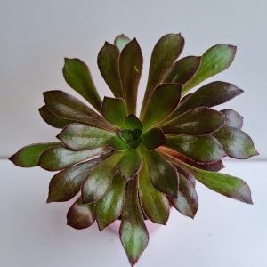 Suculenta Aeonium Negro