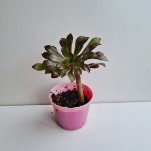 Suculenta Aeonium Negro