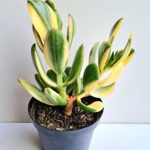 Suculenta Crassula Ovata (Jade) Variegata