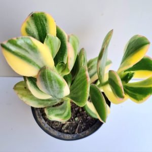 Suculenta Crassula Ovata (Jade) Variegata