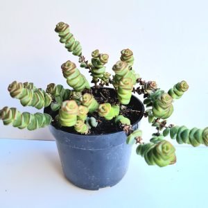 Suculenta Crassula Rupestris Marnieriana
