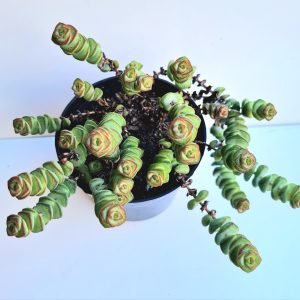 Suculenta Crassula Rupestris Marnieriana
