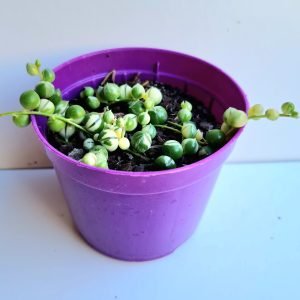 Suculenta Colar de Pérolas Variegata