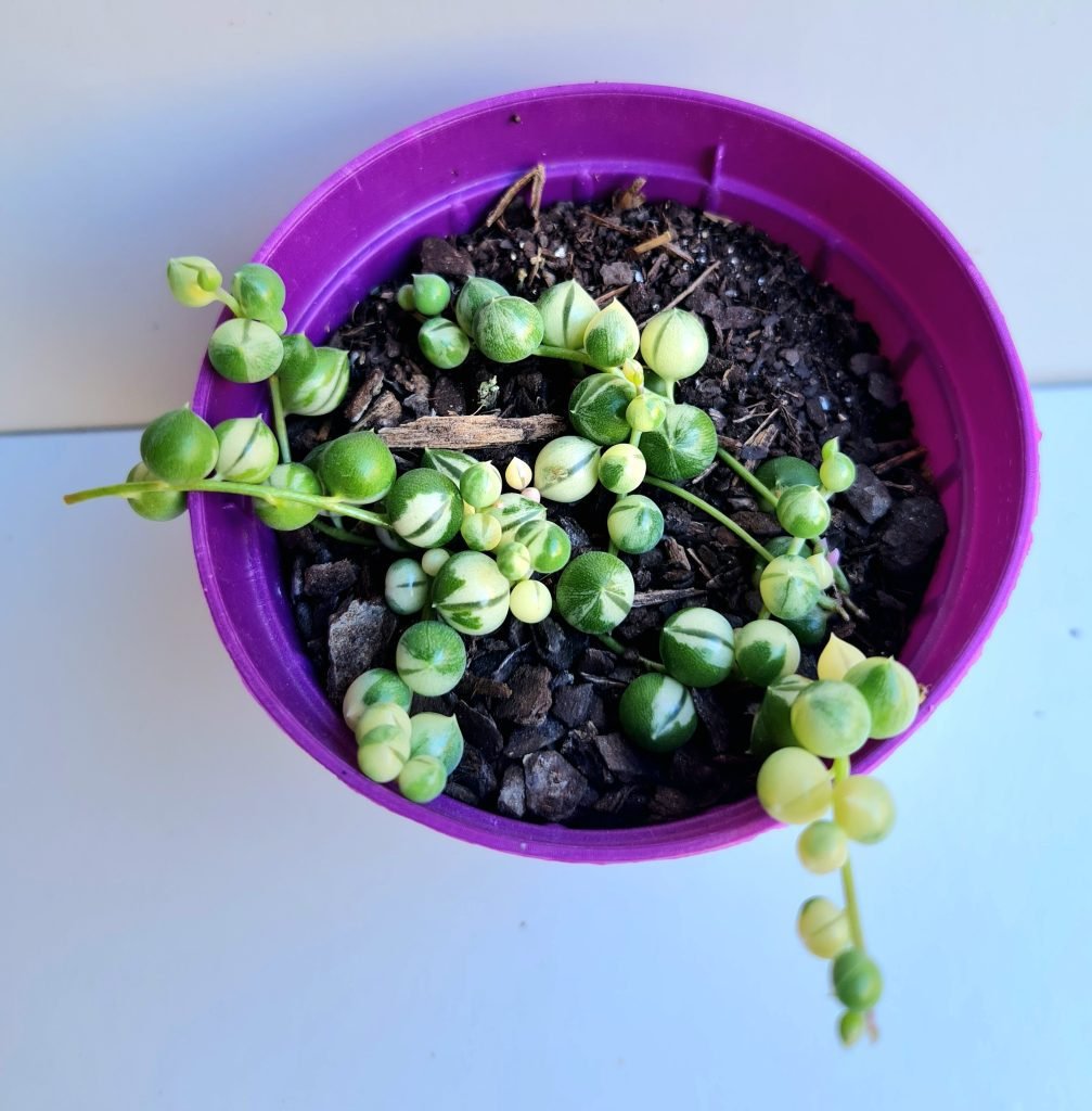 Suculenta Colar De Pérolas Variegata Verde Amor Jardinagem