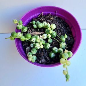 Suculenta Colar de Pérolas Variegata