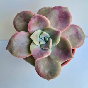 Suculenta Graptoveria Snow White Pote 11