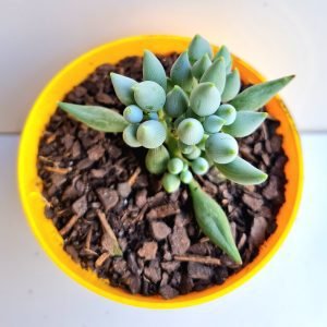 Suculenta Senecio Citriformis (Gotinha da Sorte)