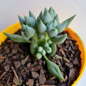 Suculenta Senecio Citriformis (Gotinha da Sorte)