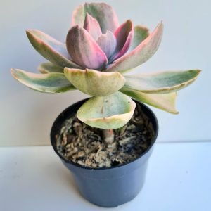 Suculenta Echeveria Decora Variegata