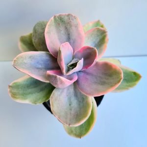 Suculenta Echeveria Decora Variegata