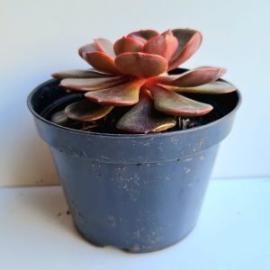 Suculenta Echeveria Vampire red ball (zesta)