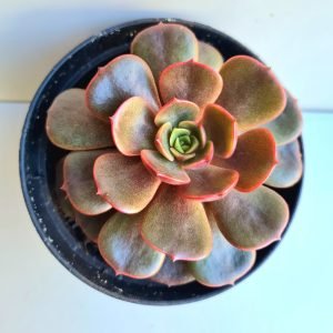 Suculenta Echeveria Vampire red ball (zesta)