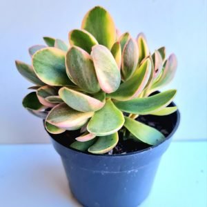 Suculenta Crassula Money Maker Variegata