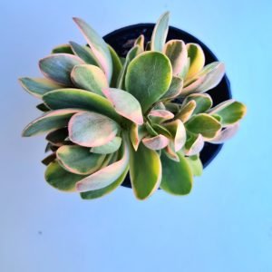 Suculenta Crassula Money Maker Variegata