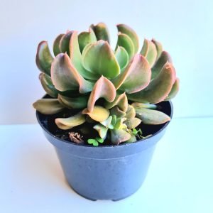 Suculenta Echeveria Dark Vader