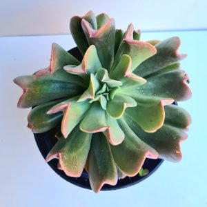 Suculenta Echeveria Dark Vader