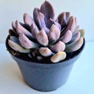 Suculenta Echeveria Cupid (Topsy Debbie)
