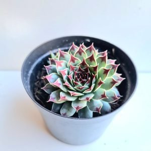 Suculenta Sempervivum Calcareum