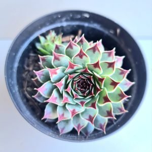 Suculenta Sempervivum Calcareum