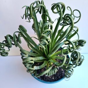 Suculenta Albuca Spiralis