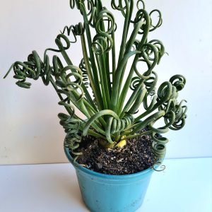 Suculenta Albuca Spiralis