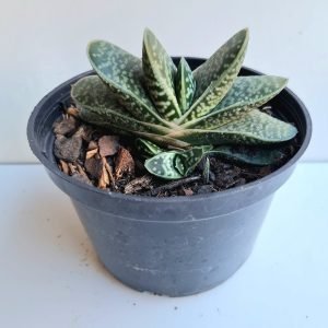 Suculenta Gasteria Bicolor