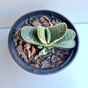 Suculenta Gasteria Bicolor