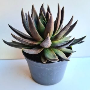 Suculenta Echeveria Affinis