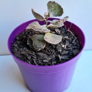 Suculenta Kalanchoe Rhombopilosa