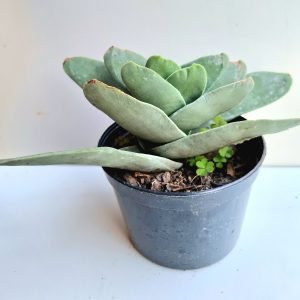 Suculenta Crassula Perfoliata Var. Falcata  (Folha Larga)