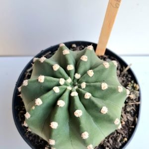 Cacto Echinopsis subdenudata- pote 11