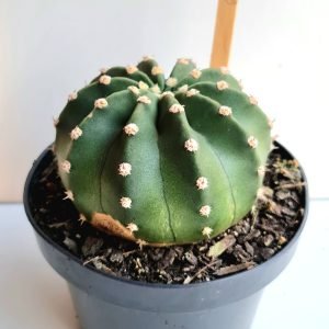 Cacto Echinopsis sp.