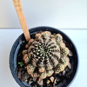 Cacto Echinopsis arachnacantha