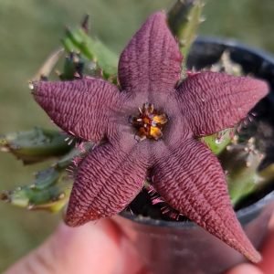 Suculenta Stapelia schinzii angolensis