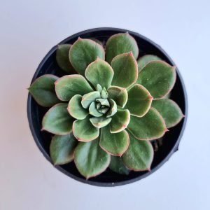 Suculenta Echeveria Joan Daniel