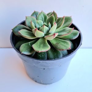 Suculenta Echeveria Joan Daniel
